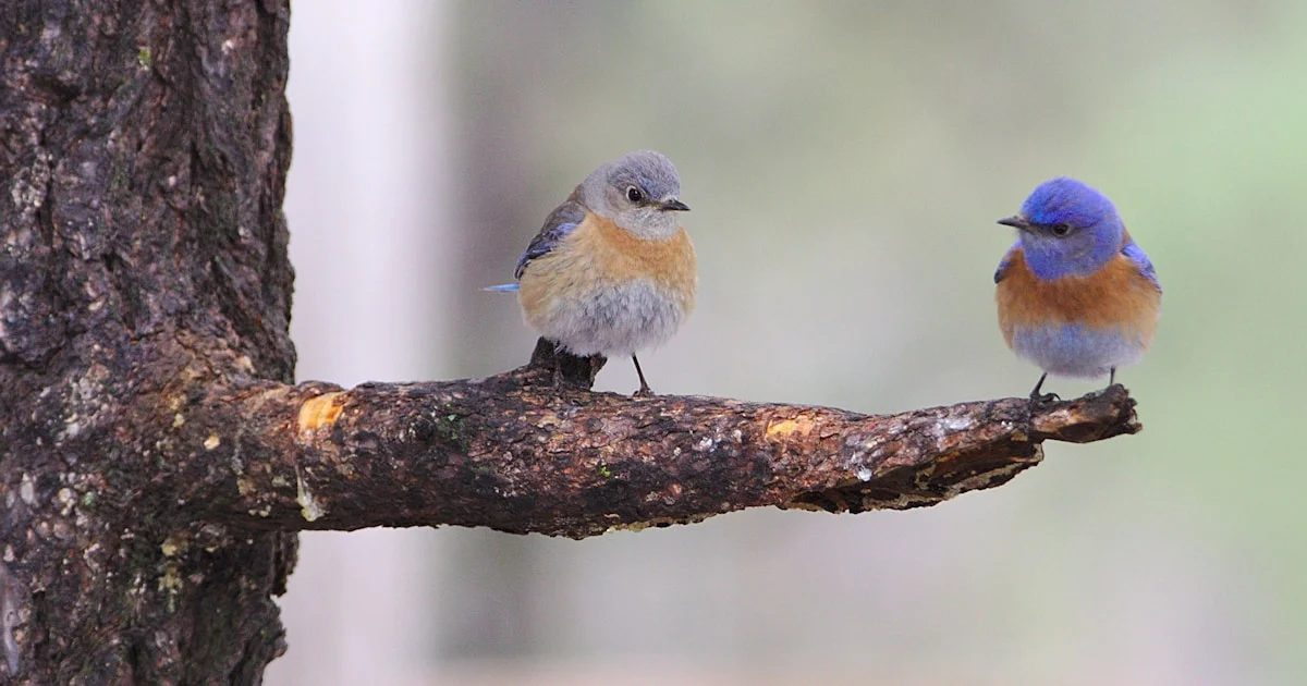 與 AI 的 Pair Programming - 打造方便的 git 複雜指令